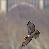 12SB2779 Red-tailed Hawk